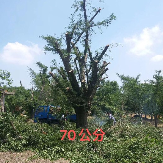 郯城县银杏树古树—基地低价出售
