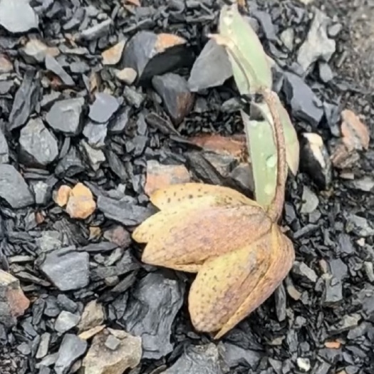 嘉黎县藏贝母