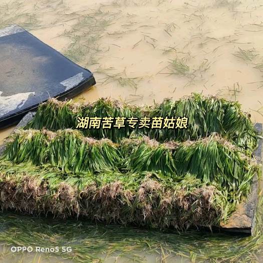 长沙【热销】纯种四季青矮生苦草 诚信经营 质量保证 自产自销