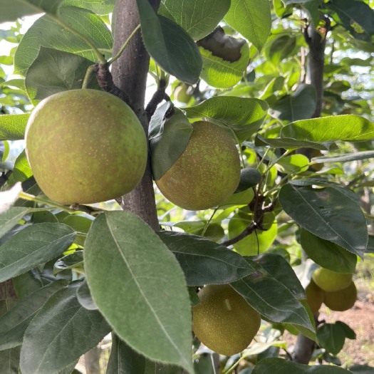 绍兴翠冠梨，大量上市，量大可以联系