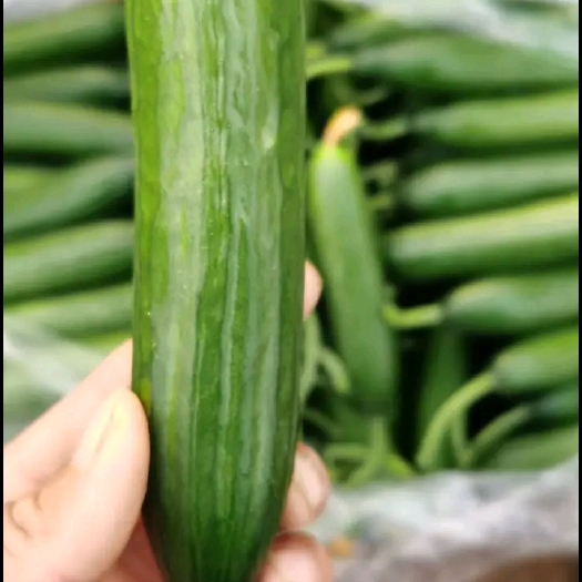 菏泽水果黄瓜