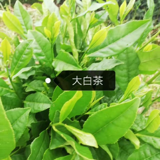 大量茶苗上市，品质保障，价格实惠