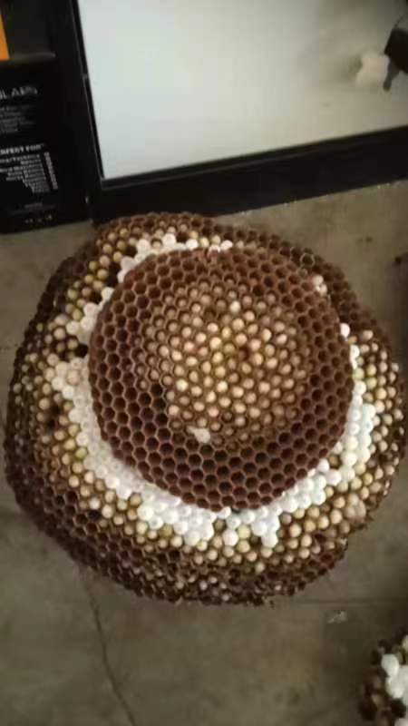 南平蜂蛹金环虎头蜂