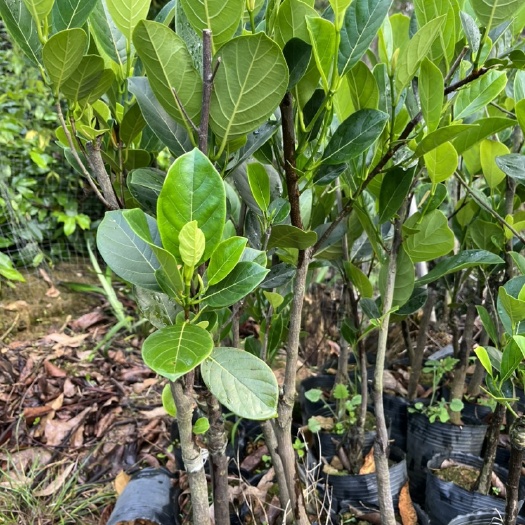 化州市常有菠萝蜜苗