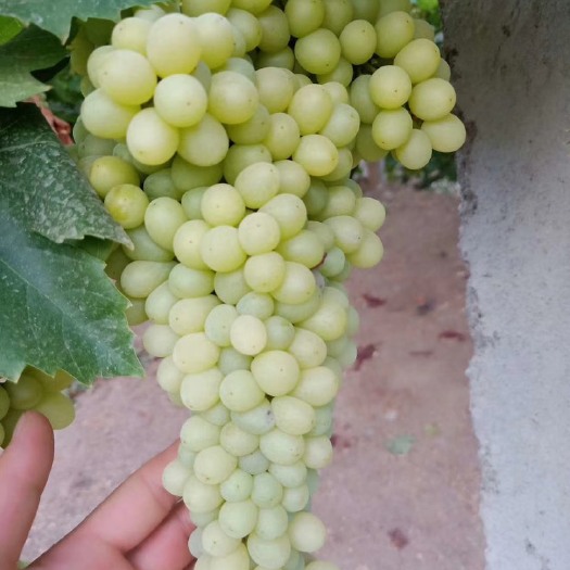 吐鲁番精品无核白葡萄（非通货）
