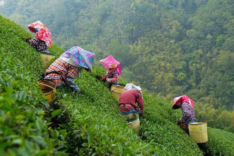 天台县台州天台高山云雾茶茶农直销
