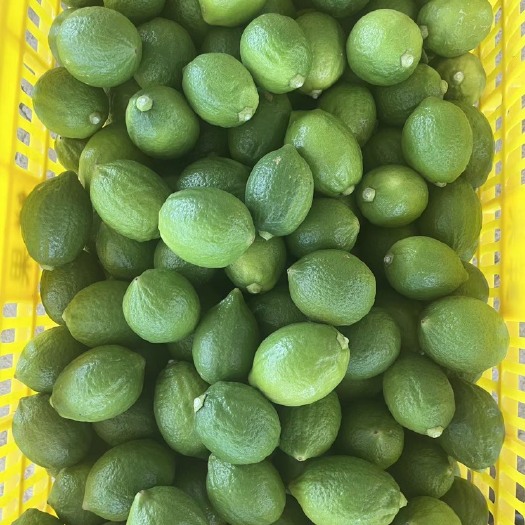 深圳广东无籽香水柠檬