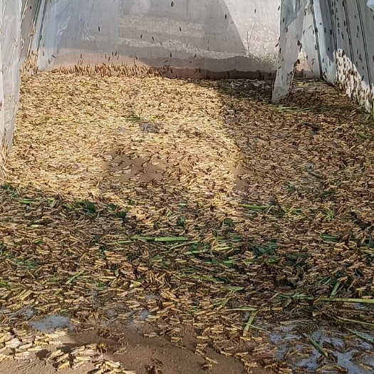 禄劝县活体蚂蚱，纯公活体