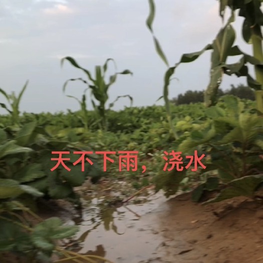 尉氏县红颜草莓苗