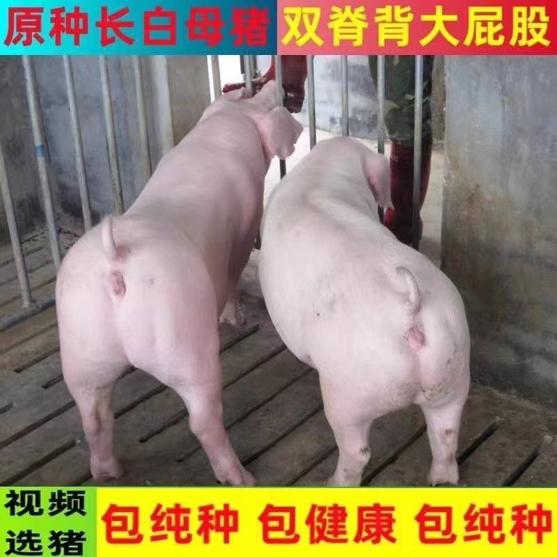 连云港新美系原种长白母猪大白母猪
