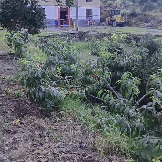 资兴市高山黄桃，自家种的，无农药，膨大