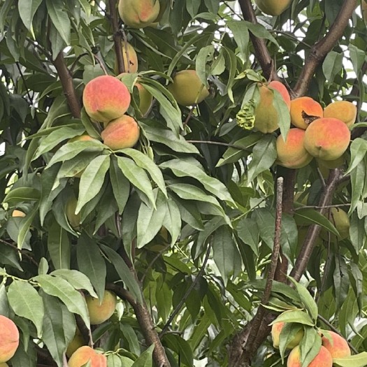 溆浦县锦绣红心黄桃