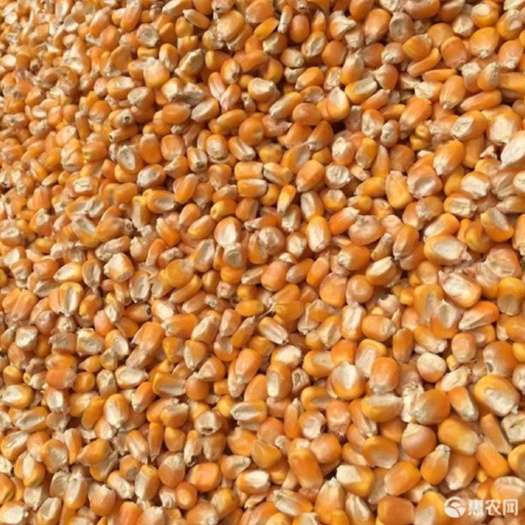 襄樊襄阳玉米基地大量批发新玉米