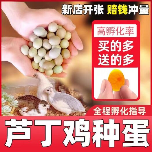 长沙芦丁鸡种蛋德系精品可一件代发