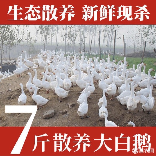 大鹅
