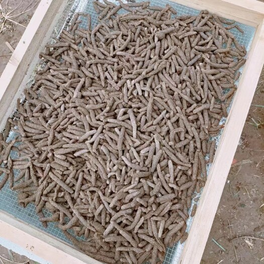 禄劝县蚂蚱蛋，新鲜蚂蚱蛋