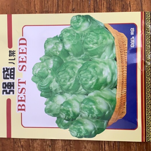 成都儿菜种子强盛儿菜