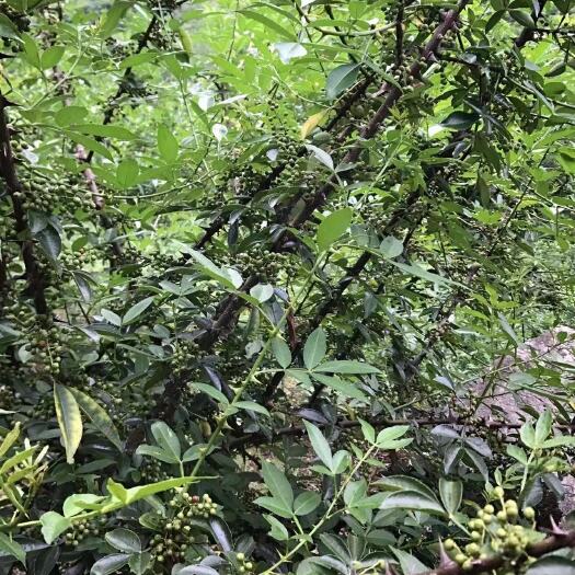 广南县云南文山九叶青花椒需要的老板可以楼下我
