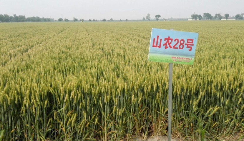 山农28号半冬性，抗倒伏，熟相好，白粒、硬质；高抗白粉病