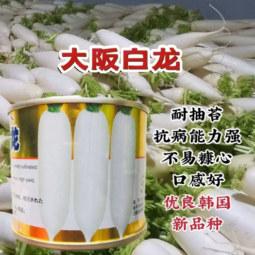沭阳县萝卜种子 大阪白龙耐抽苔抗病能力强产量高整齐度好不易糠心口感