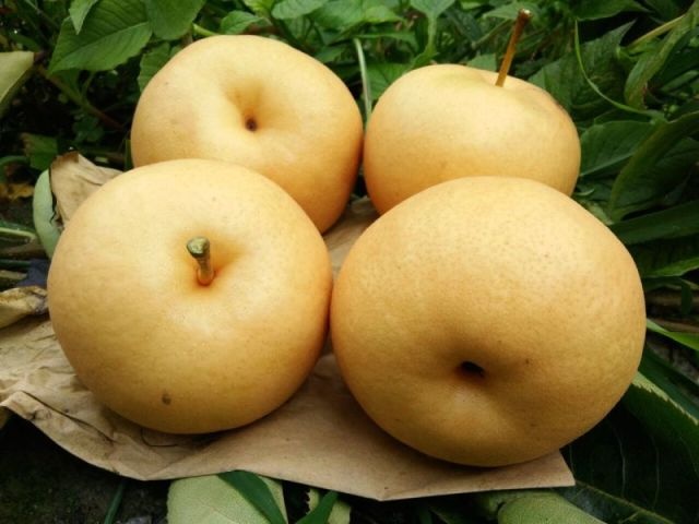 冕宁县圆黄梨种植户