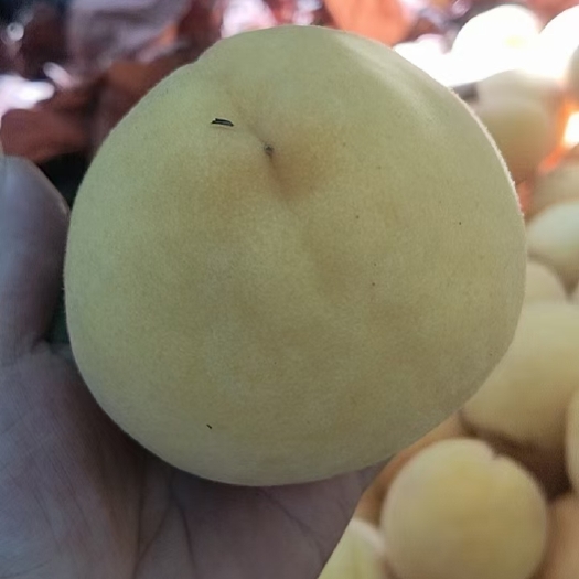 桃源县黄桃