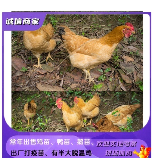 衡阳批发湘黄土鸡苗二号小种黄土鸡苗衡阳土鸡苗双林鸡苗