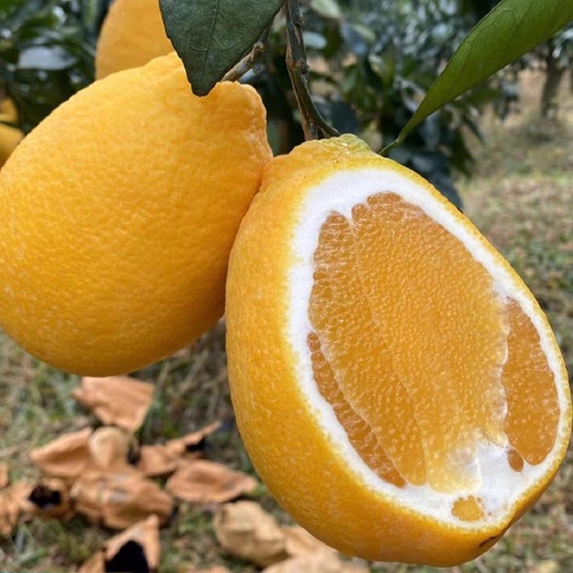 平和县预售木瓜蜜丁带有菠萝蜜的橙子纯甜