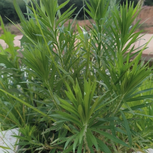 宣城飞鹏草