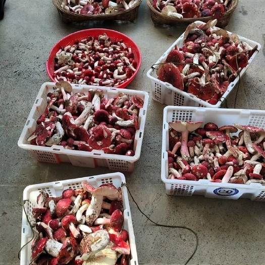 腾冲市云南冷地方，高海拔 高山 大红菇 肉厚 香味浓郁