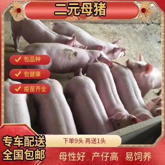 连云港新美系原种二元母猪