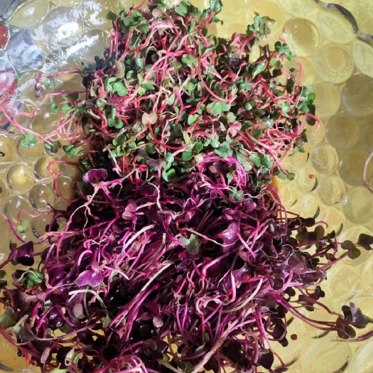 紫萝卜萝卜种子 芽苗菜用 产地:山东潍坊 京东包邮