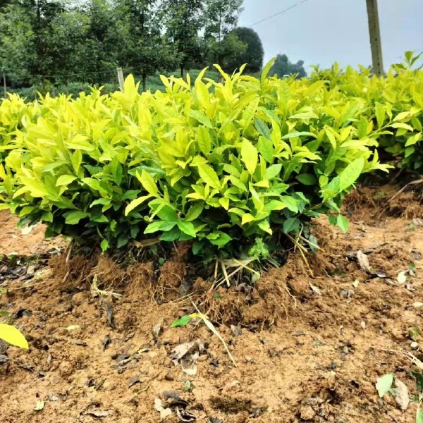 茶苗裸根苗盆栽绿植黄金芽黄金叶奶白茶安吉白茶蒙山九号绿茶白茶