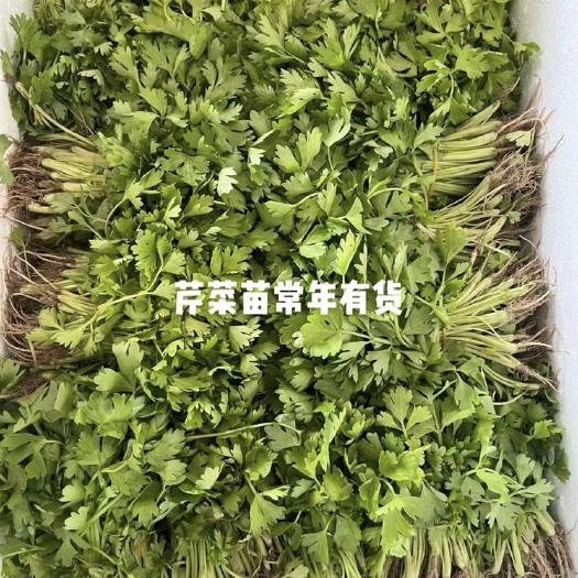 滑县芹菜苗