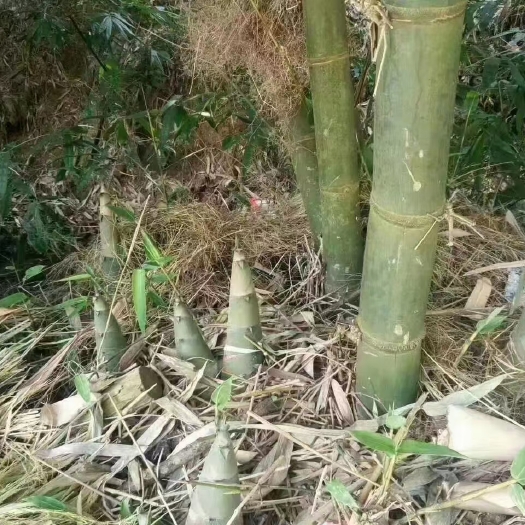 龙门县大头竹笋干