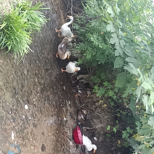 广水市土鸭，散养的就喂养20只，吃五谷长大的