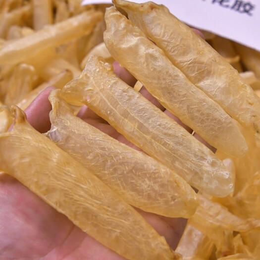 广州120头黄花胶捡漏处理