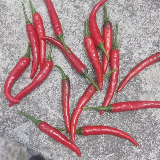 长顺县辣椒