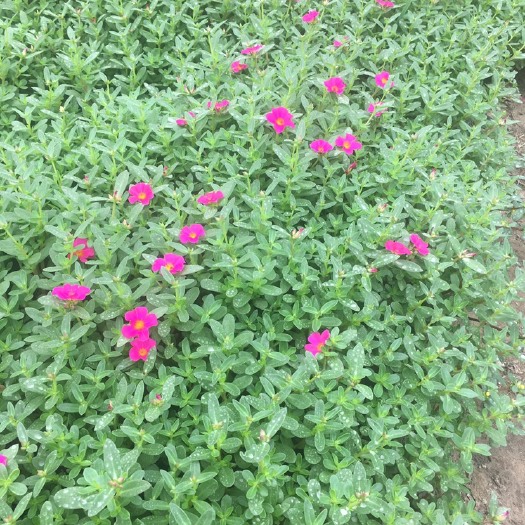 南昌草花太阳花