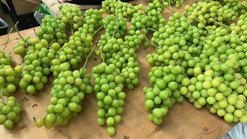 宾川县阳光玫瑰 自己种的 看着不咋样 但是甜 特甜 口感极好 价格