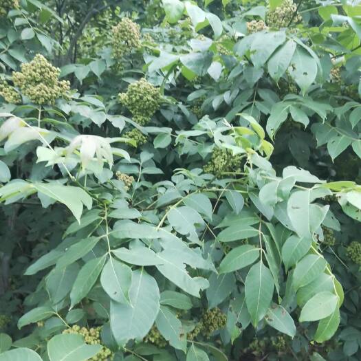 锦屏县吴茱萸
