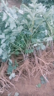 洛阳洛阳牡丹