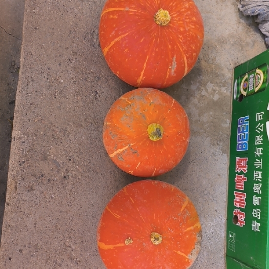 新上山地红南瓜