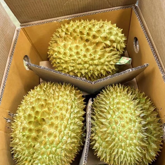 昆明金枕头