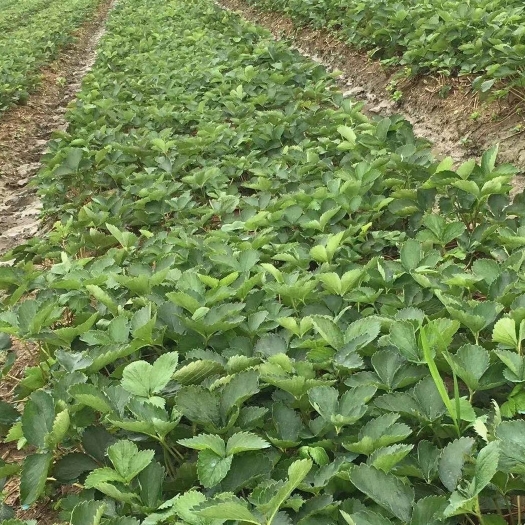 平度市草莓苗子