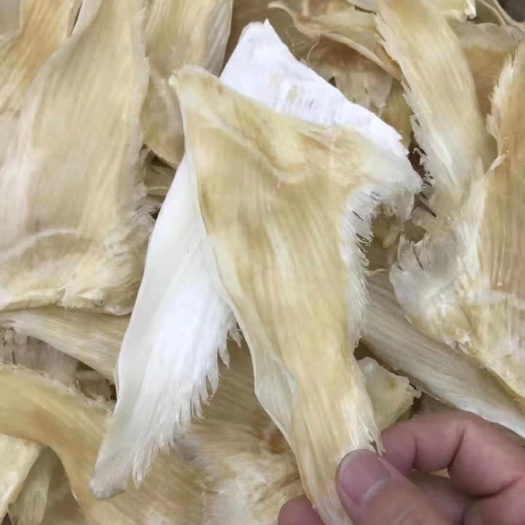 广州鱼翅批发青片翅干度好针精私房菜馆常用品质可以