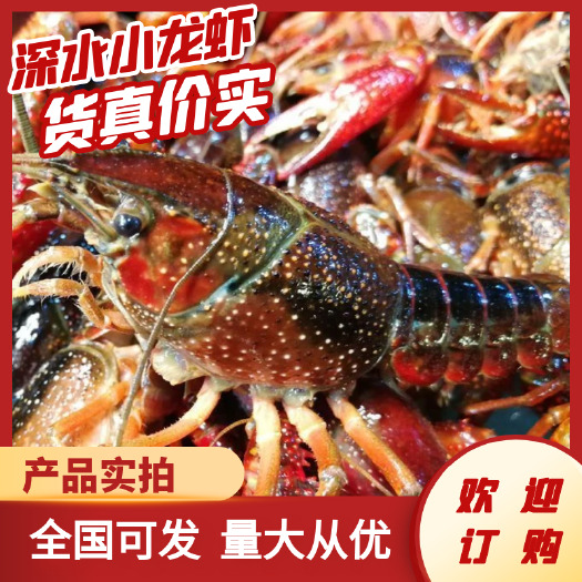洪湖市洪湖深水小龙虾