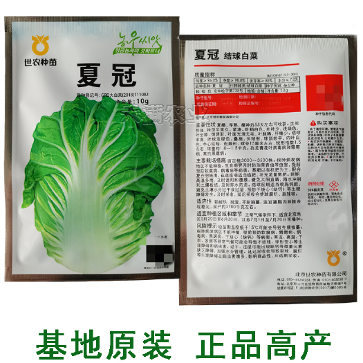 正品基地夏季专播夏冠结球大白菜种子耐热耐湿绿白菜种籽蔬菜种子