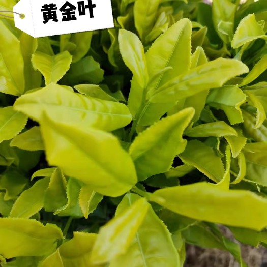 茶绿茶茶苗蒙山九号安吉白茶黄金芽盆栽绿植庭院白茶黄茶