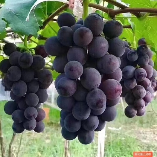 葡萄